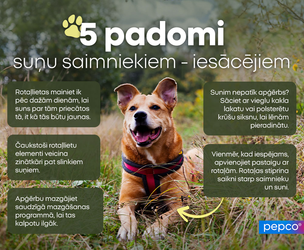 5 padomi suņu saimniekiem - iesācējiem:
